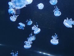 -菊上料理(蜀山银泰百货店)