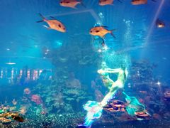 -海棠湾洲际-涛·海底餐厅·美人鱼·自助餐·海底隧道