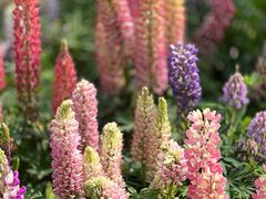 -上海滨江森林公园