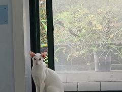 -喵的天空名猫咖啡馆·撸猫·猫舍·用品