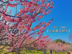 -无锡梅园公园