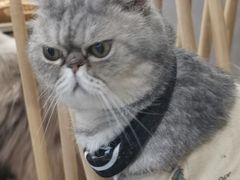 -楼上猫咖(罗湖店)
