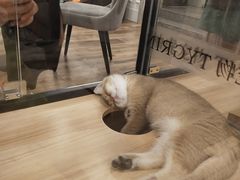 -袖虎·猫馆(体育西路店)