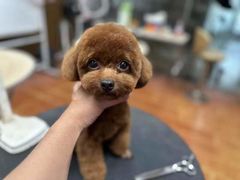 -鑫艺宠物美容培训学校