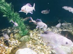 景点-瑞普利水族馆