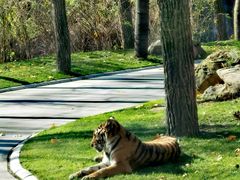 -北京野生动物园