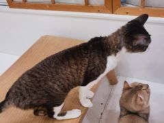 -Let's go狗咖·猫咖·奶狗·桌游(春熙路IFS店)