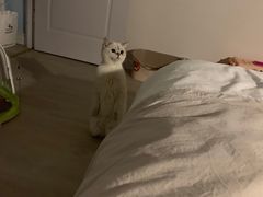 -猫大福·Fortune Cat猫舍(百子湾店)