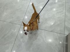 -安安宠医宠物医院·异宠·犬猫内科(岳阳分院)