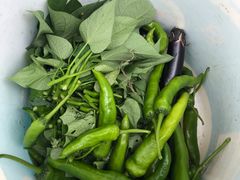 -南汇老顾农家乐采摘大团水蜜桃采摘店