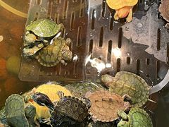 -酷以爬仙阁实体爬宠店·守宫·蜥蜴·专业繁育