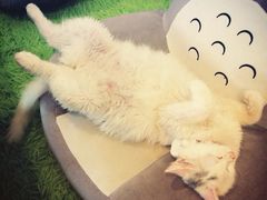 萌喵咖啡屋-萌喵宠狗爱心宠咖