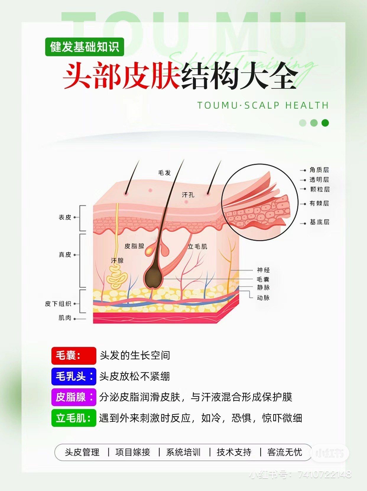 头皮知识