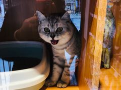 -PETKIT小佩宠物·低压洗护(国顺东路店)