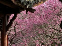-杭州植物园