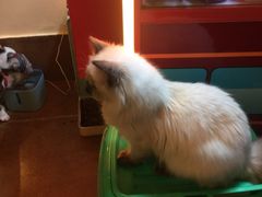 -李小姐の猫咖啡馆(五角场店)