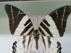 -上海昆虫博物馆