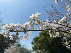-顾村公园