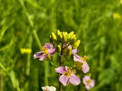 -瑶湖郊野森林公园