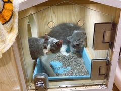 -屋虎猫馆(宝安大仟里店)