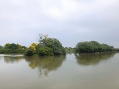 -大湾区中央湿地公园