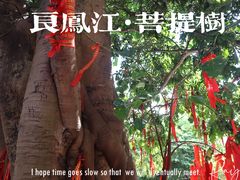 -南宁良凤江国家森林公园