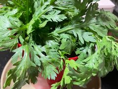 茼蒿-盡膳口福·百年汤方火锅(科华北路店)