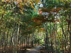 -杭州半山国家森林公园