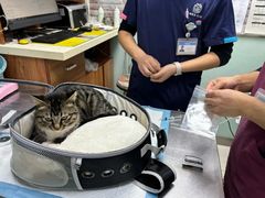 -纳吉亚猫专科动物医院博雅分院