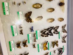 -辛玛王国游乐园