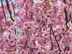 -黑皮酸菜鱼(绣花巷店)