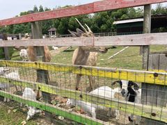 -田园东方蜜桃村的田野营地