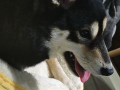 -逗柴咖啡屋·狗咖猫咖宠物桌游