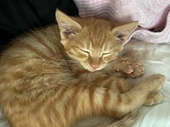 -天宠宠物医院24小时·急重症诊疗中心·全科·腔镜特色(和平分院)