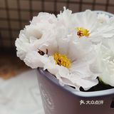 拍照技巧｜模仿杂志，用手机拍大片