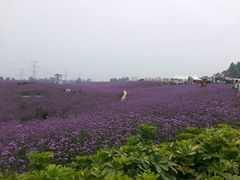 -紫颐香薰山谷景区