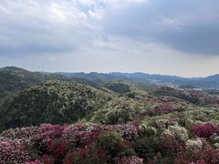 -贵州百里杜鹃风景名胜区