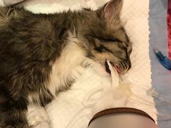 -艾贝尔宠物医院·24H转诊中心·肿瘤猫专科(江宁双龙店)