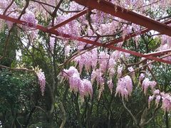 -嘉定紫藤园