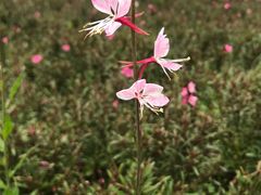 -重庆市江北嘴中央商务区中央公园