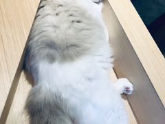 -瞄一喵猫咖(格力海岸店)