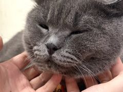 -毛绒耶耶撸宠馆·猫咖·狗咖·荷兰猪咖