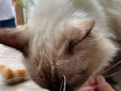 -喵屿·大理花园猫咖