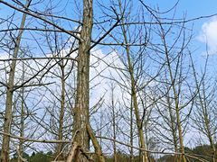 -桤木河湿地公园