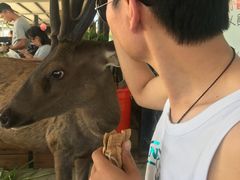 -鹿境梅花鹿生态园区