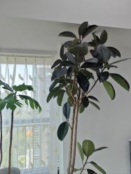 -HEYAN荷妍专业脱毛连锁机构