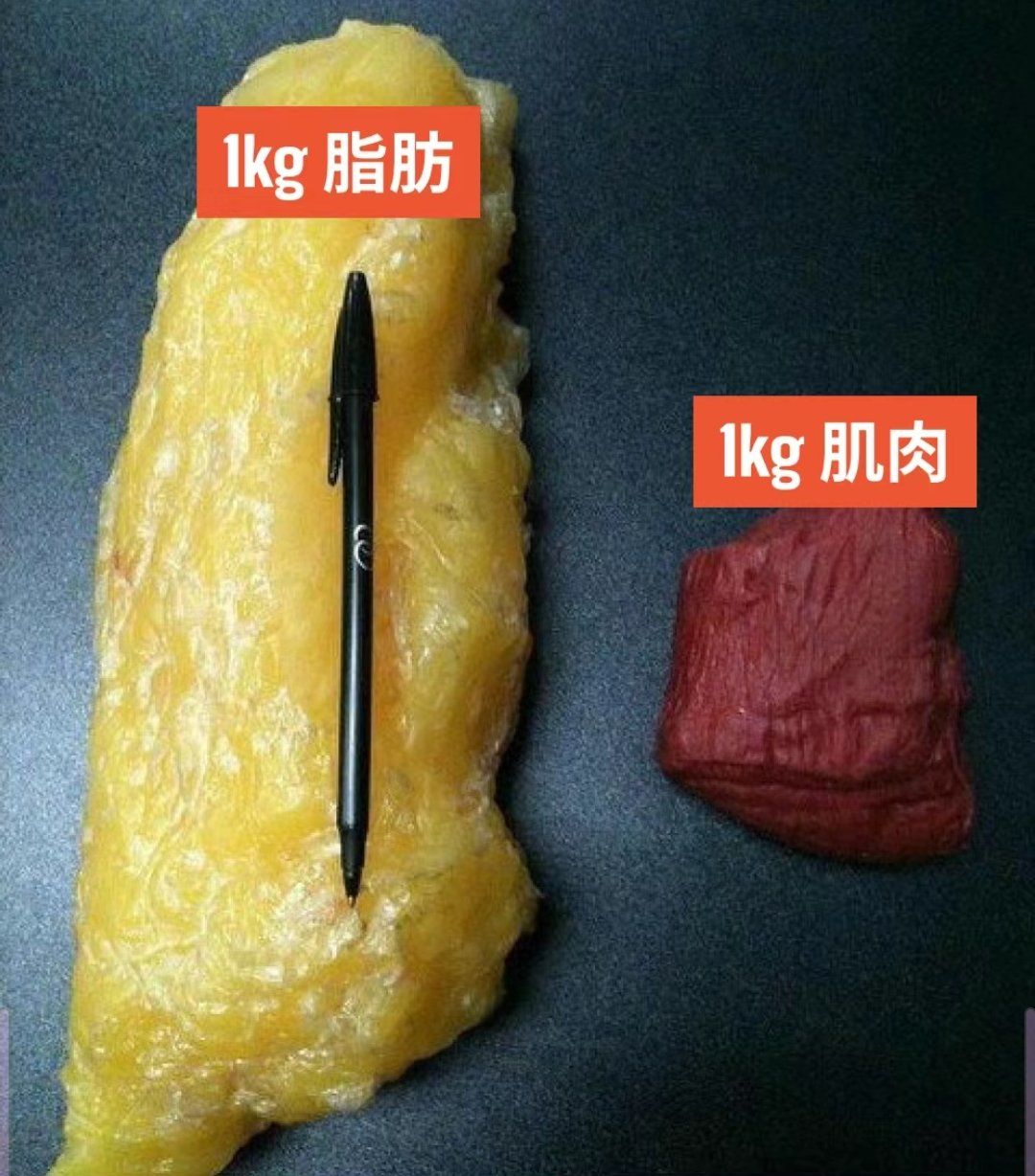 1kg脂肪 vs 1kg肌肉:减重还是减脂