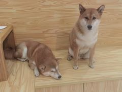-柴源莊·柴小宠柴犬咖啡