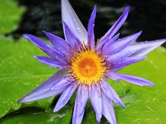-上海辰山植物园
