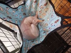 -喵zoo家庭繁育猫舍(尖东智能花园店)